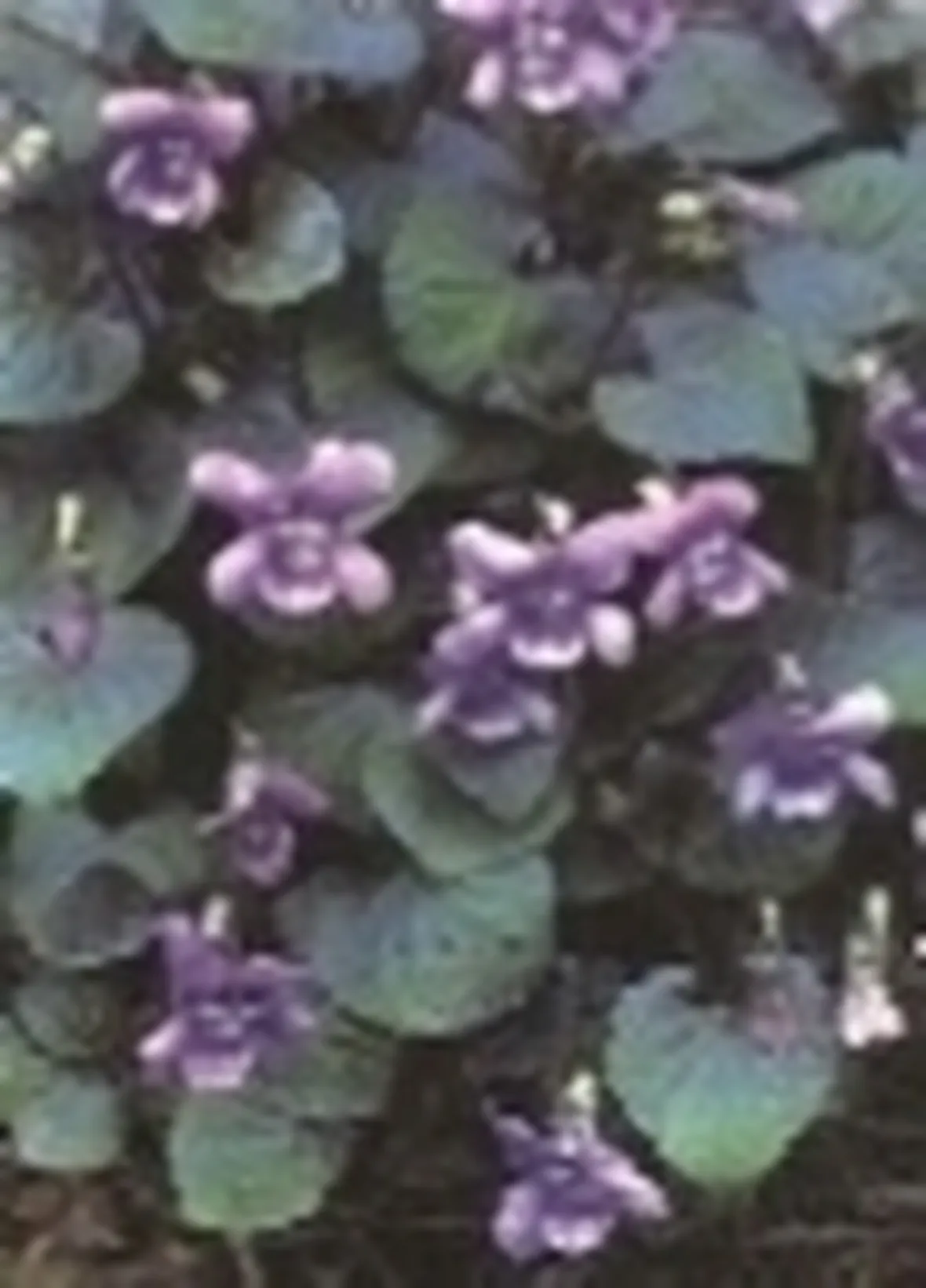 violetta