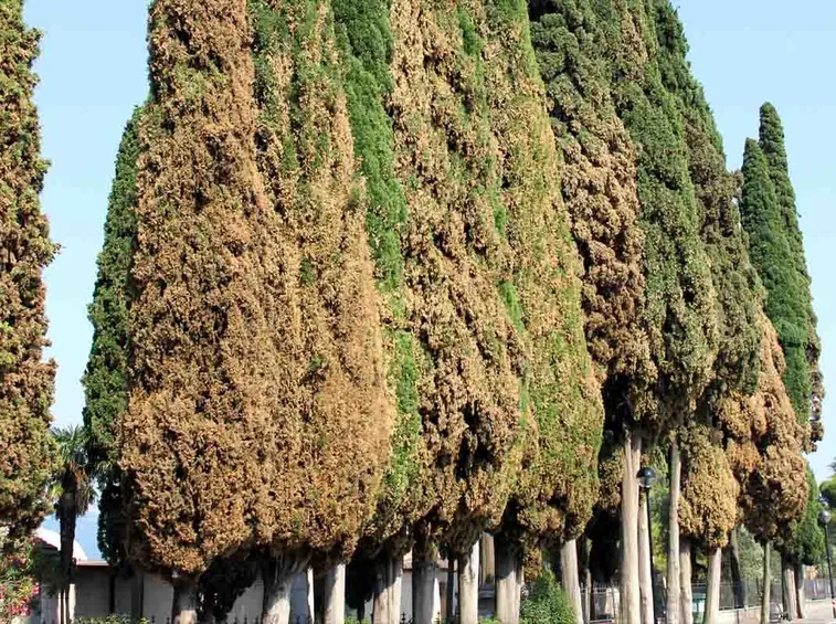 cancro del cipresso