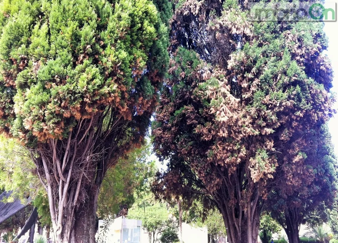 cancro del cipresso