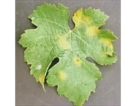 Peronospora