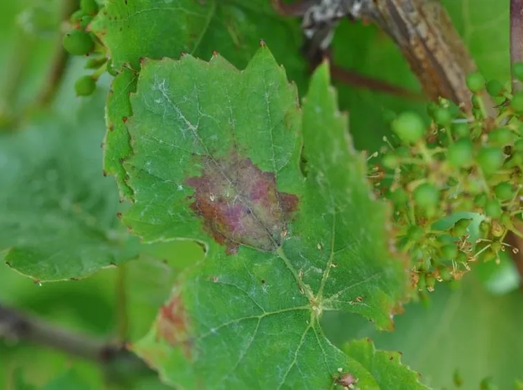 peronospora
