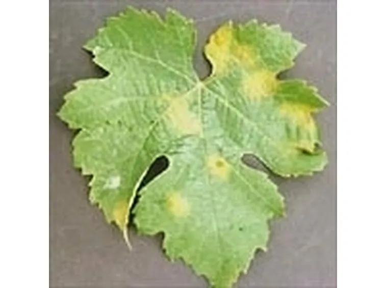 Peronospora