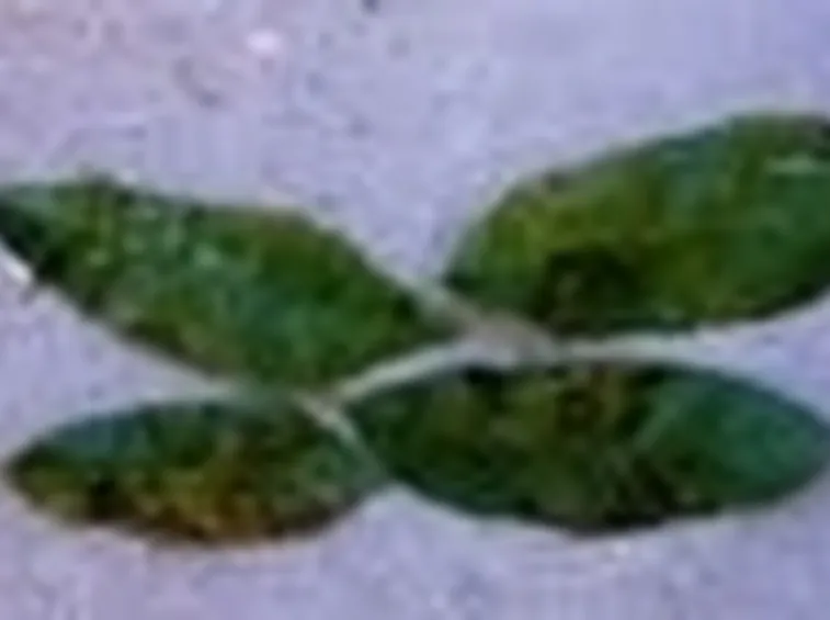 pianta di pesco