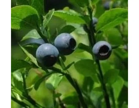 mirtillo