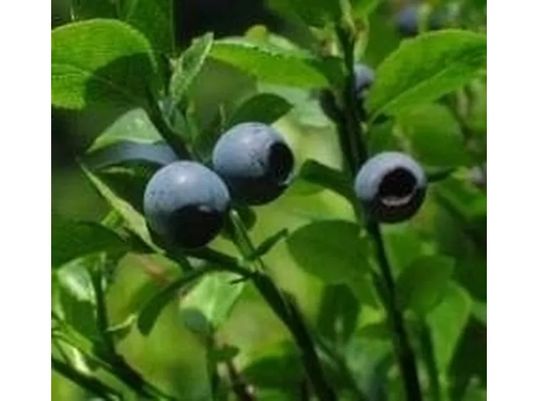 mirtillo