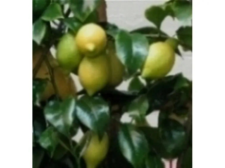 limone 