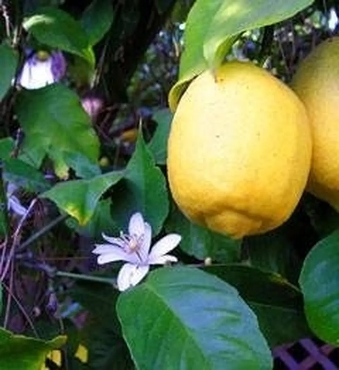 limone non fa frutti
