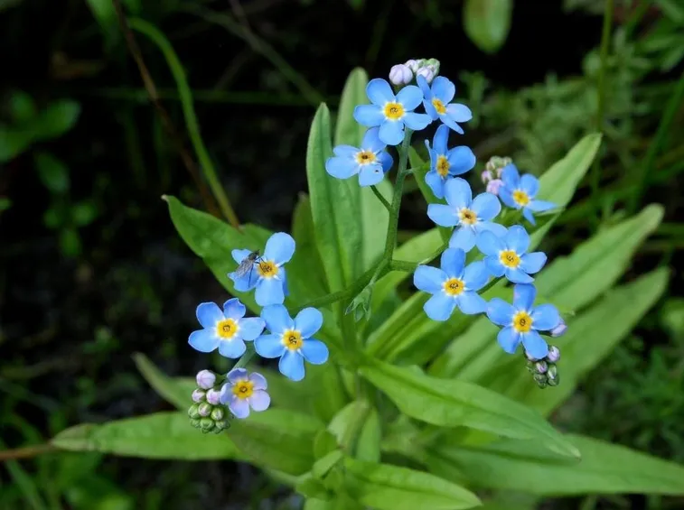 myosotis myosotis