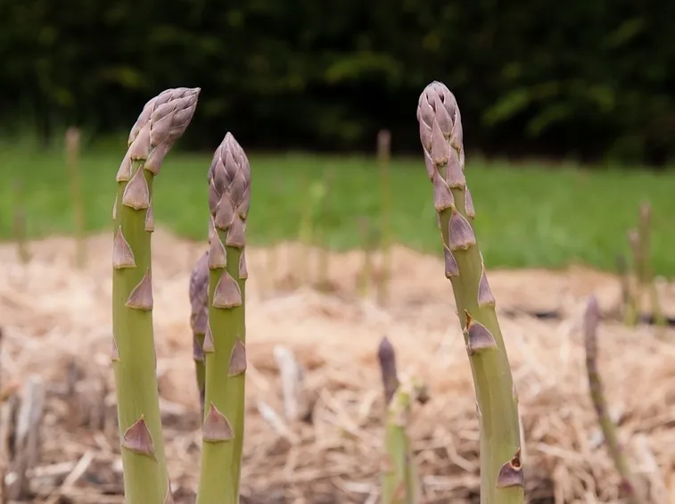 asparagus officinalis