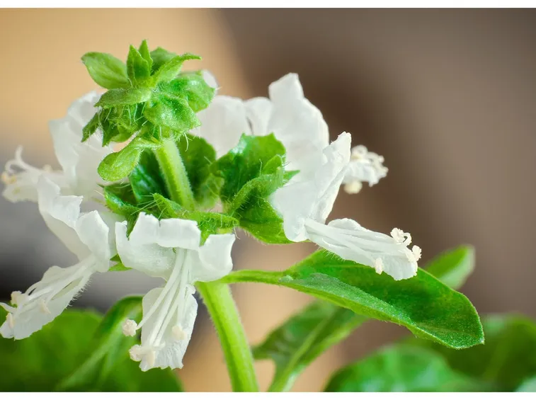 basilico variegato