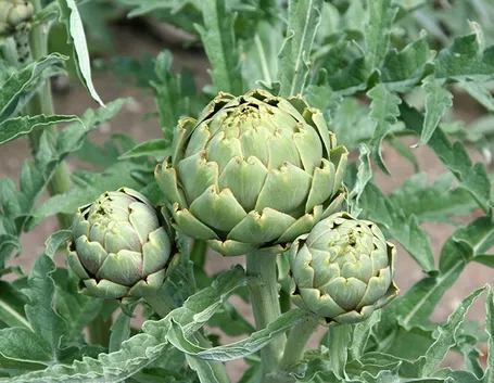 Pianta carciofi