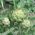 Pianta carciofi