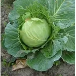 cavolo