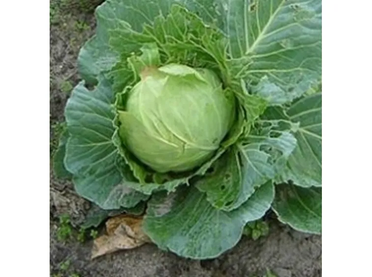 cavolo