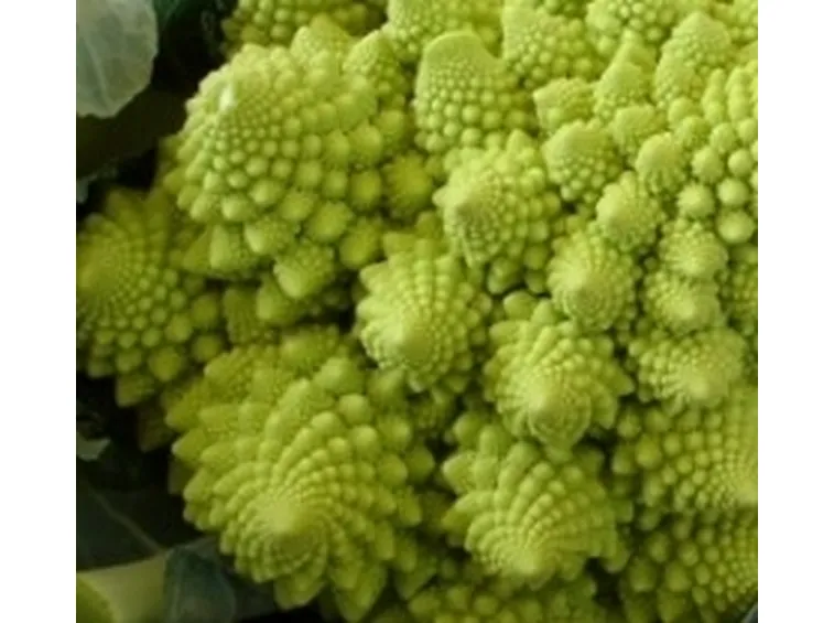 cavolfiore