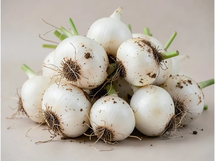 Cipolle piatte