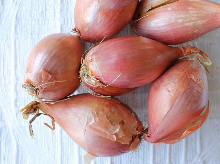 Scalogno