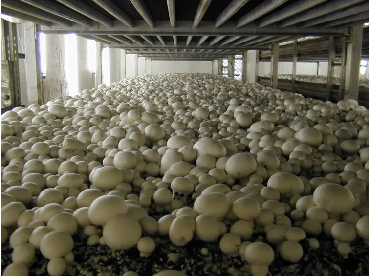 funghi coltivati