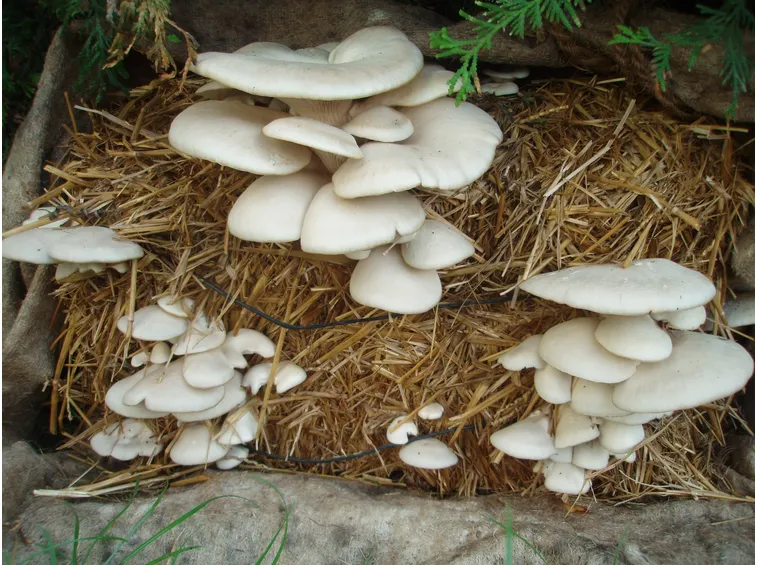 come coltivare funghi