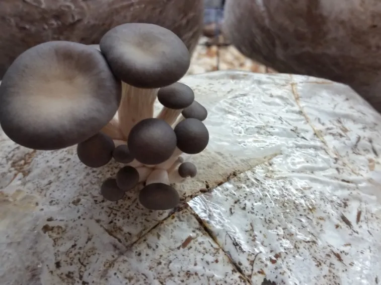 funghi per coltivazione