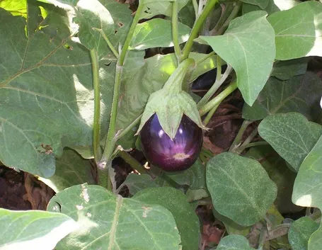 melanzane pianta