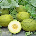 melone