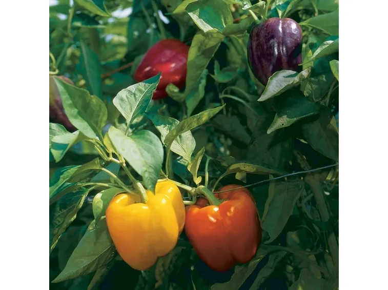 peperoni
