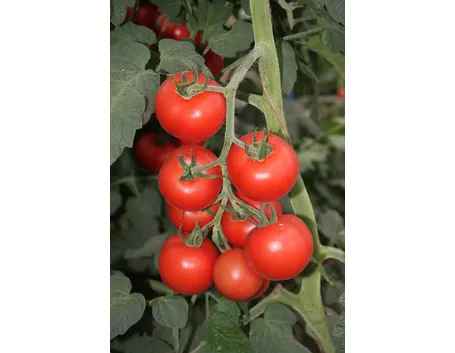 pomodori