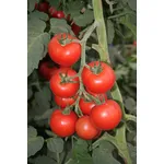 pomodori