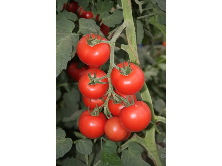 pomodori