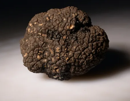 tartufi