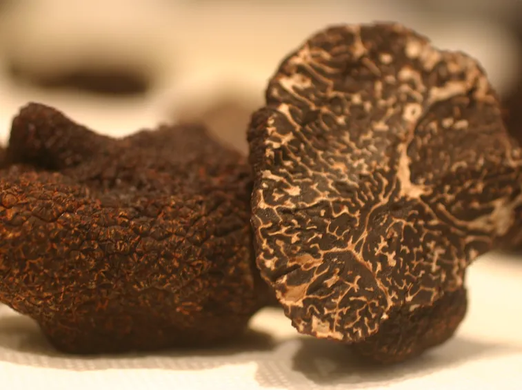 tartufo