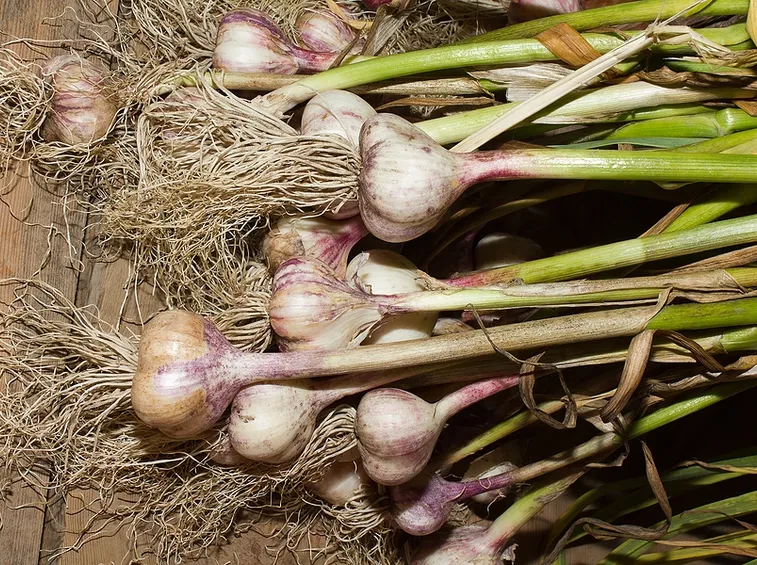 raccolta aglio