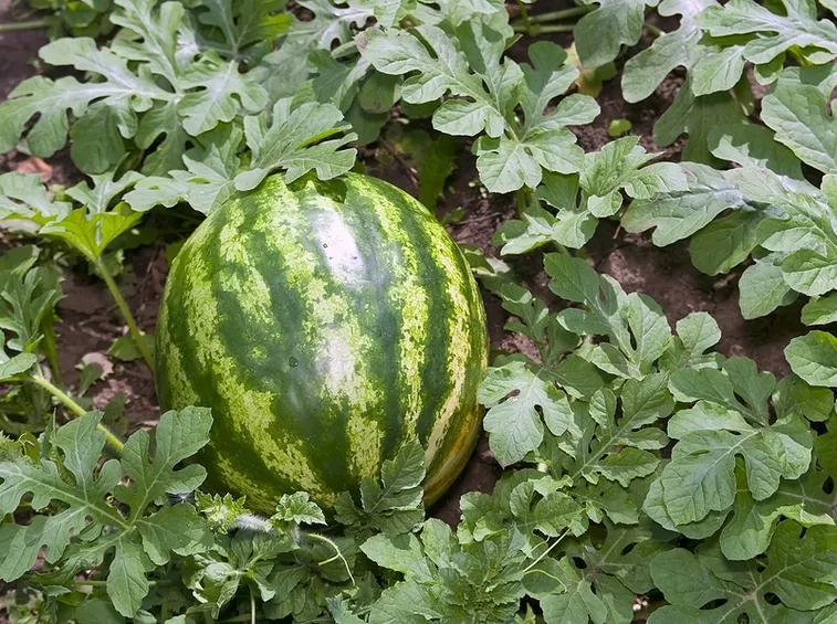 Anguria