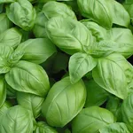 basilico genovese