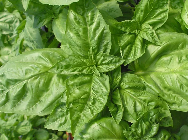 caratteristiche basilico