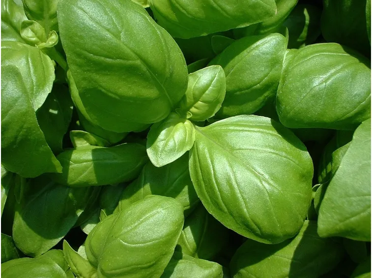 semina basilico