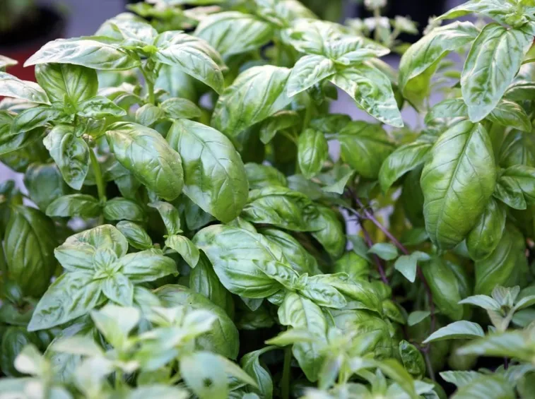Parassiti basilico