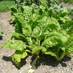 beta vulgaris cycla