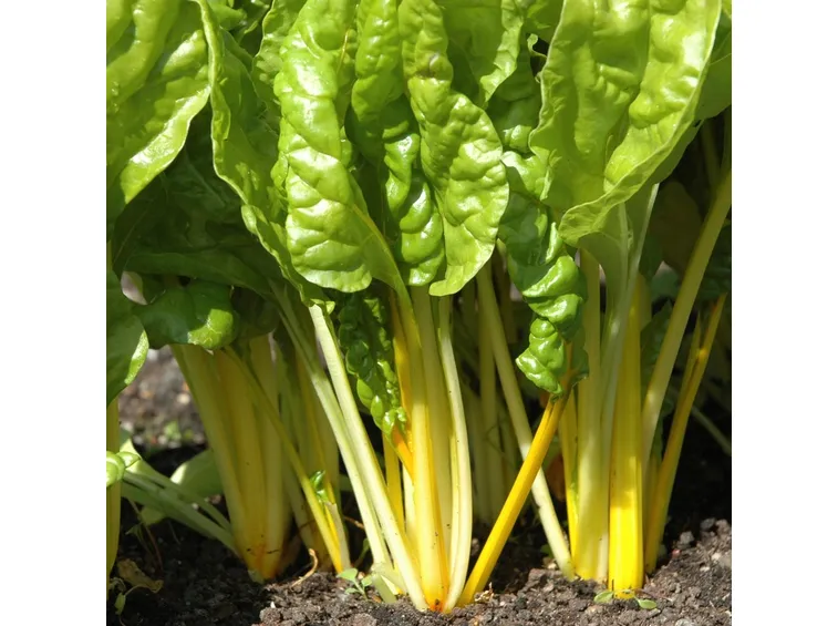 Terreno bietola