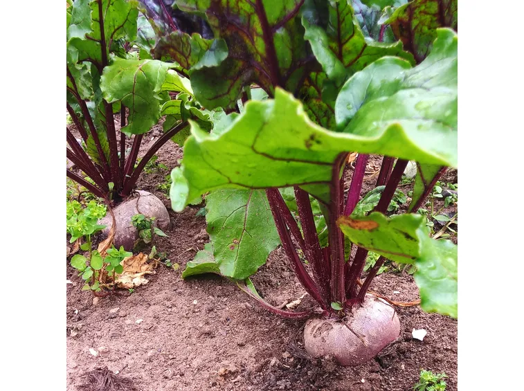 barbabietole rosse