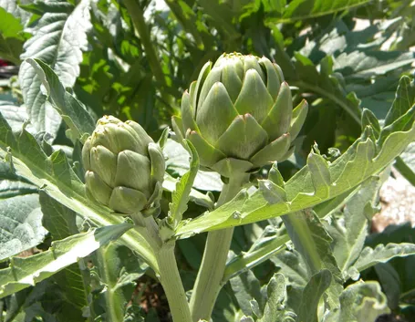 carciofi