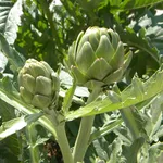 carciofi