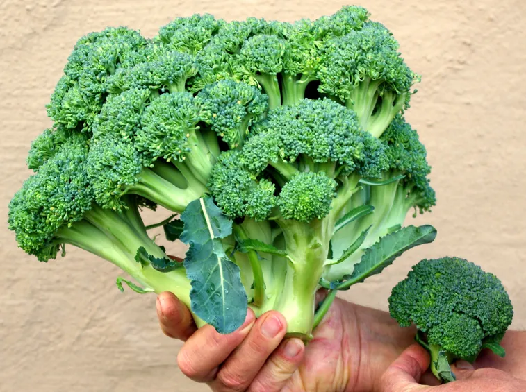 broccolo