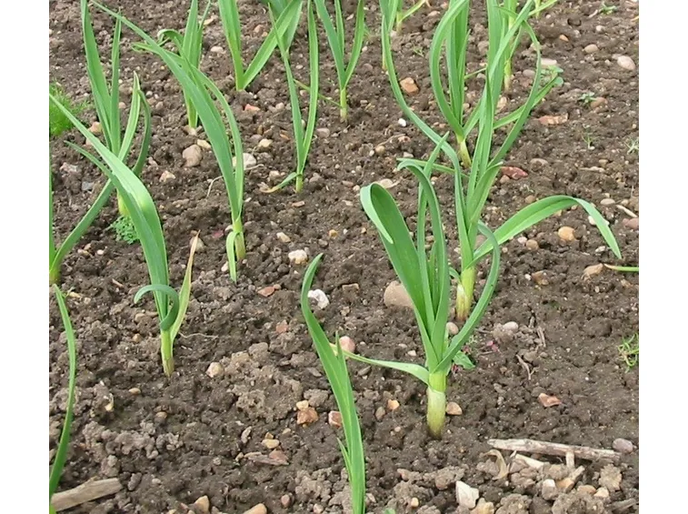consociazioni broccoli