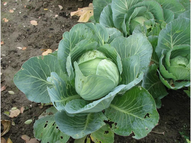brassica capitata