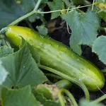 Il cetriolo