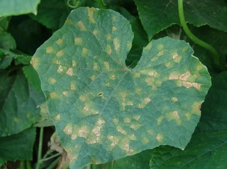 foglia ammalata