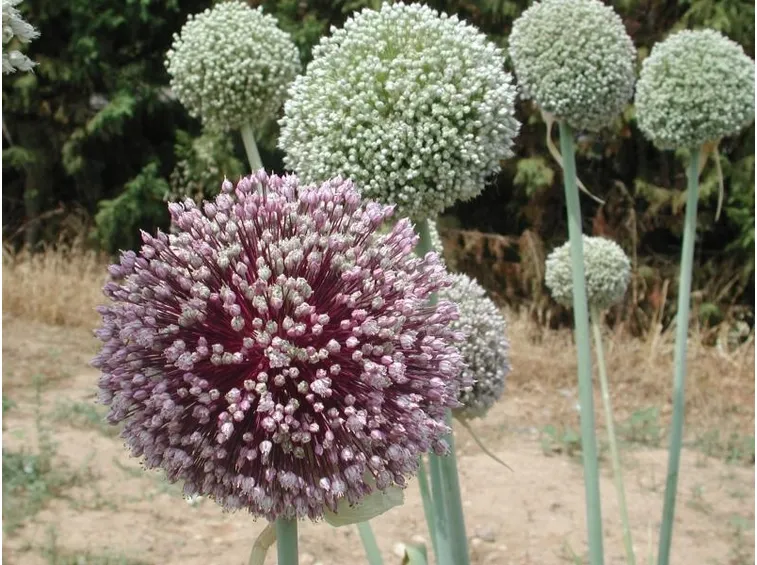 fiori cipolla