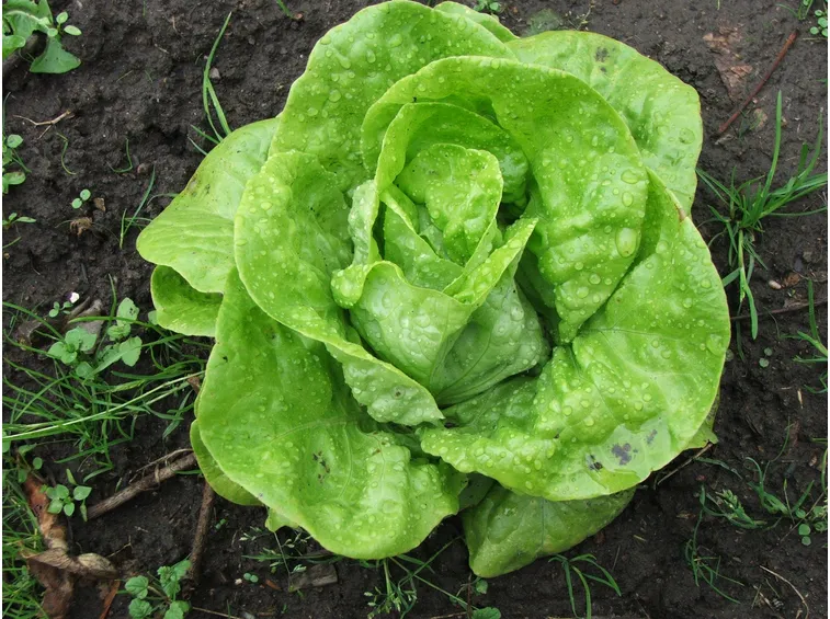 lattuga verde